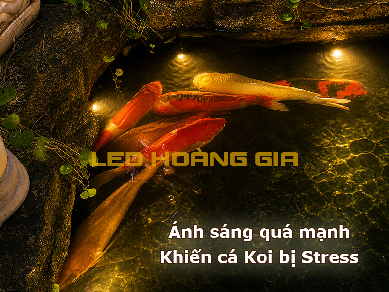 Ánh sáng quá mạnh khiến cá Koi bị stress
