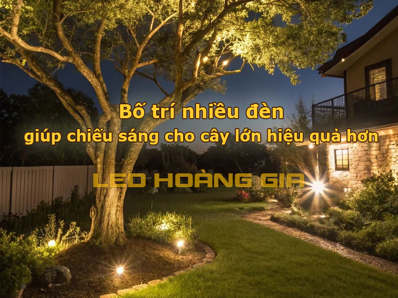 Bố trí nhiều đèn giúp chiếu sáng cây lớn hiệu quả hơn
