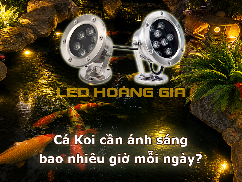 Cá Koi cần ánh sáng bao nhiêu giờ mỗi ngày