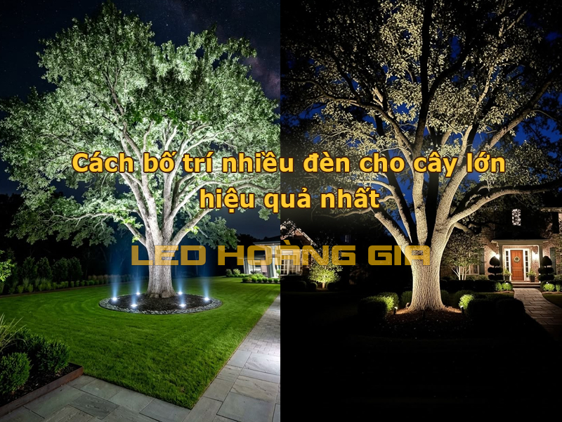 Cách bố trí nhiều đèn cho cây lớn hiệu quả nhất