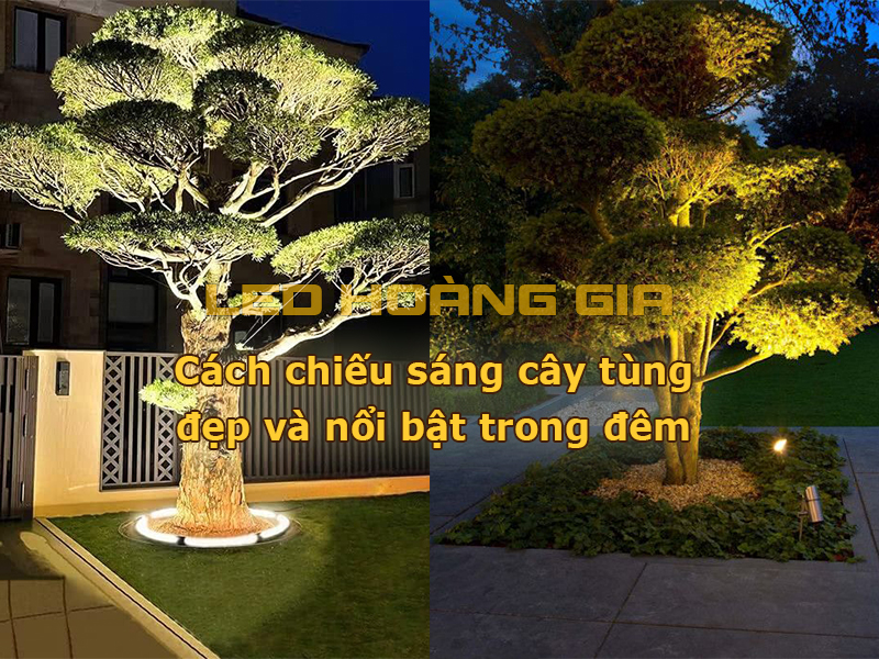 Cách chiếu sáng cây tùng đẹp và nổi bật trong đêm