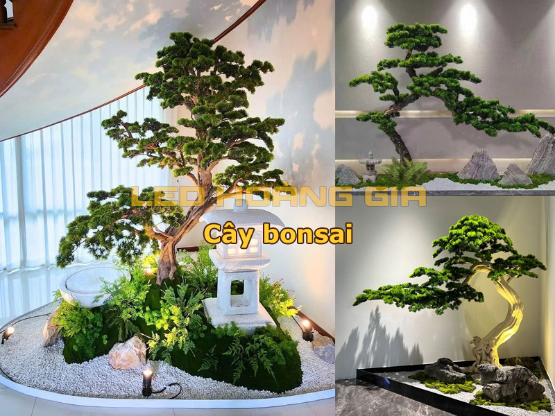 Cây bonsai