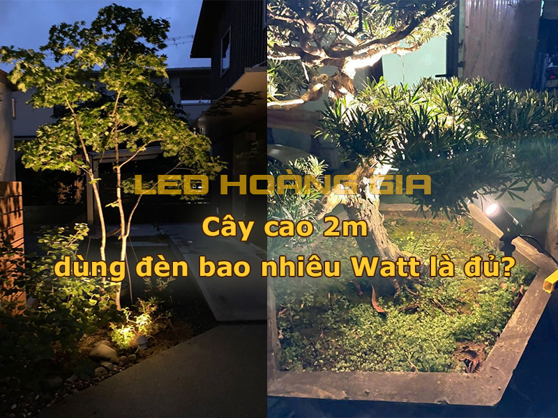 Cây cao 2m dùng đèn bao nhiêu Watt là đủ
