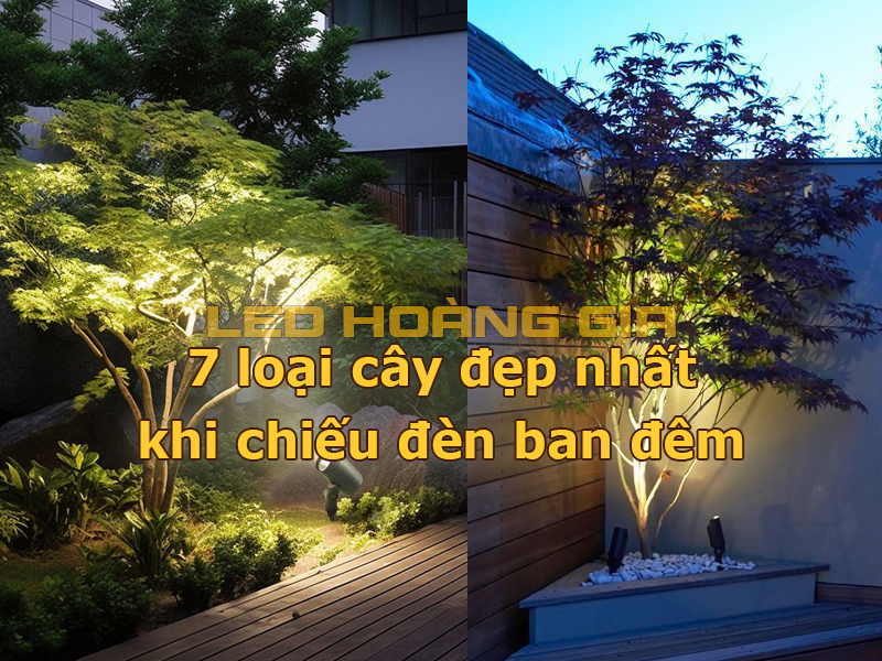 7 loại cây đẹp nhất khi chiếu đèn ban đêm