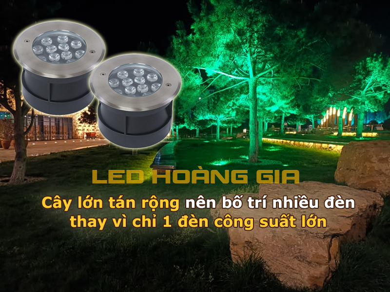 Cây lớn tán rộng nên lắp nhiều đèn xung quanh gốc cây