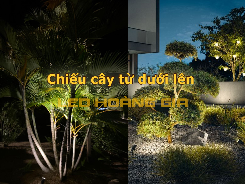 Chiếu cây từ dưới lên