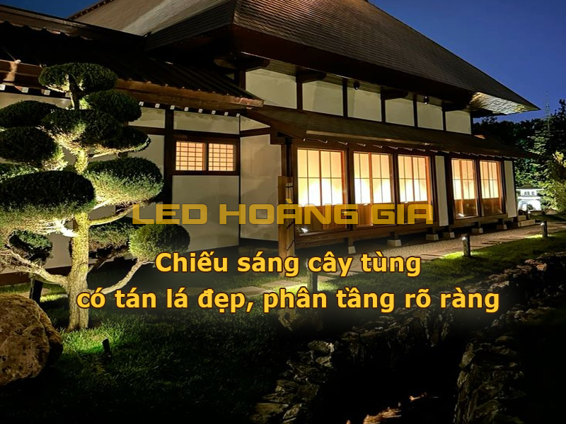 Chiếu sáng cây tùng có tán lá đẹp