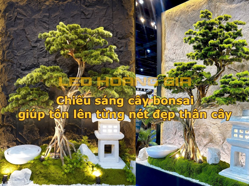 Chiếu sáng cây bonsai giúp tôn lên nét đẹp thân cây