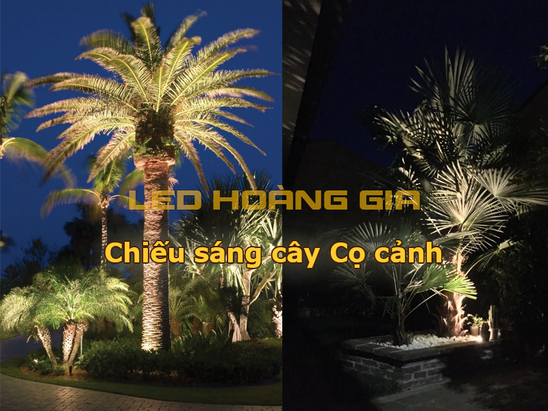 Chiếu sáng cây cọ cảnh
