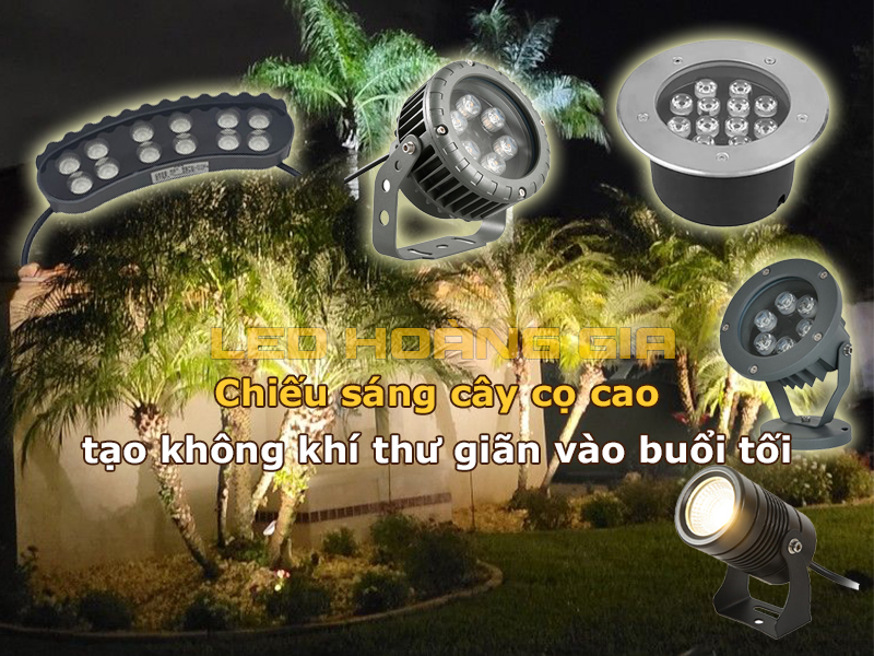 Chiếu sáng cây cọ cao tạo không khí thư giãn vào buổi tối