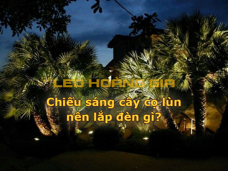 Chiếu sáng cây cọ lùn nên lắp đèn gì?