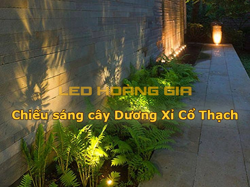 Chiếu sáng cho cây dương xỉ cổ thạch