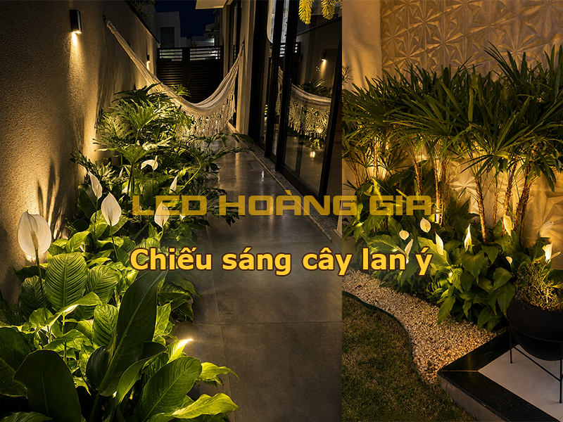 Chiếu sáng cây Lan Ý