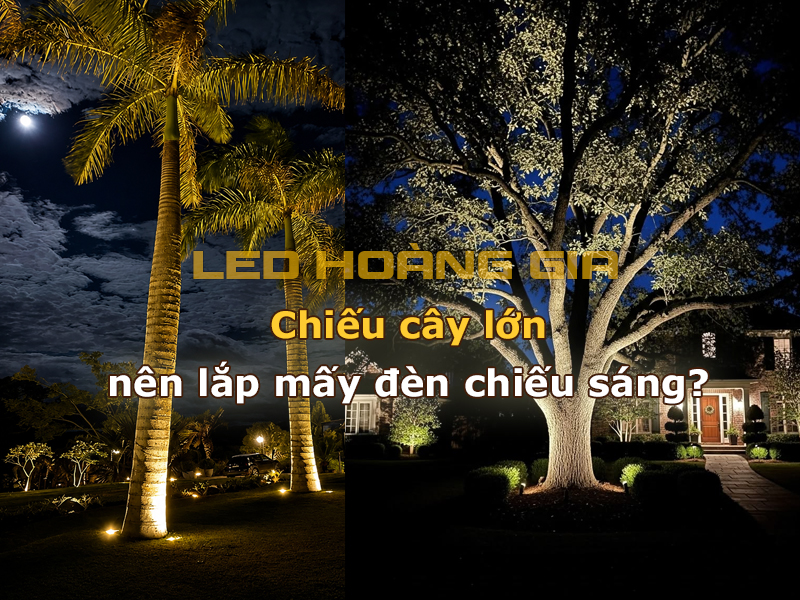 Chiếu cây lớn nên lắp mấy đèn chiếu sáng