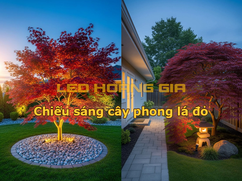 Chiếu sáng cây phong lá đỏ