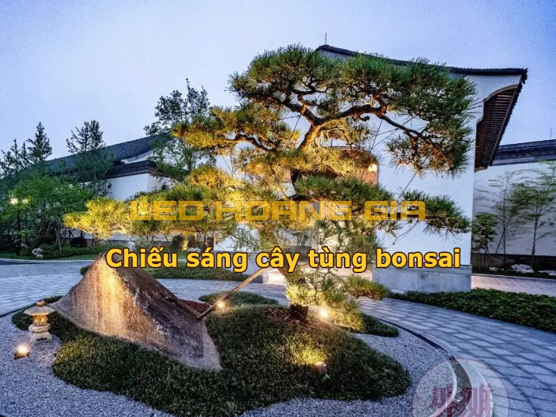Chiếu sáng cây tùng bonsai