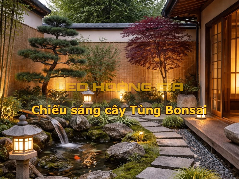 Chiếu sáng cây Tùng bonsai