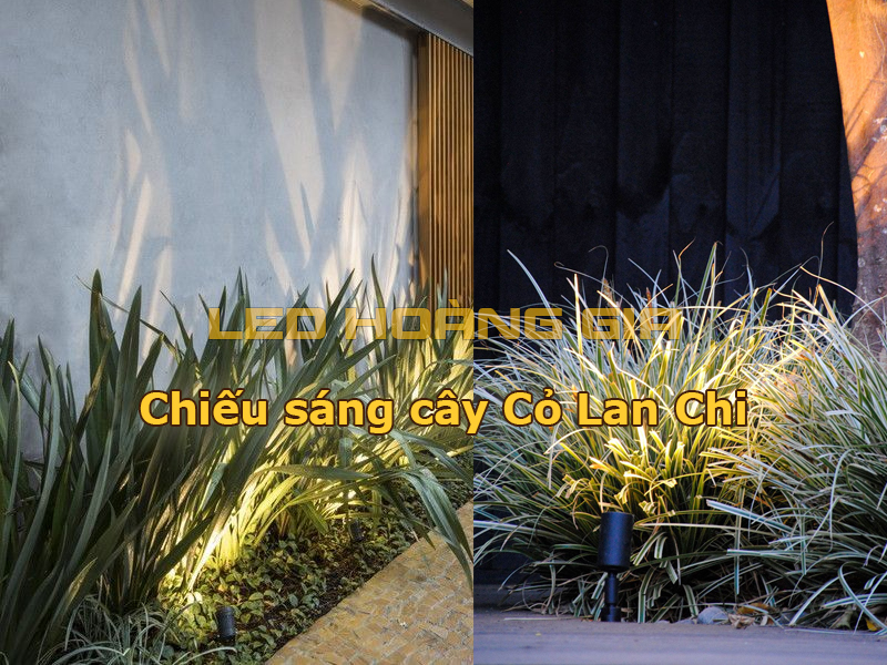 Chiếu sáng cây cỏ lan chi