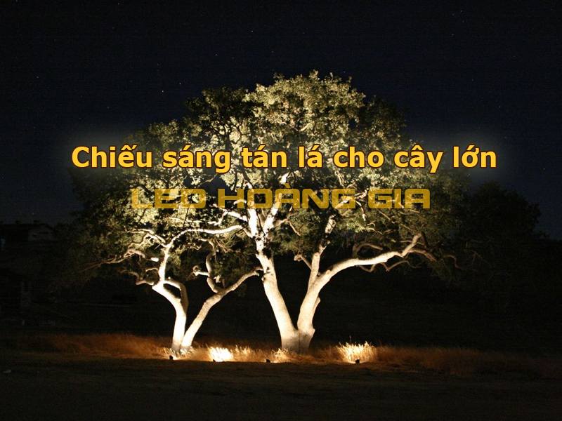 Chiếu sáng tán lá cho cây lớn