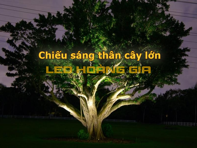 Chiếu sáng thân cây lớn