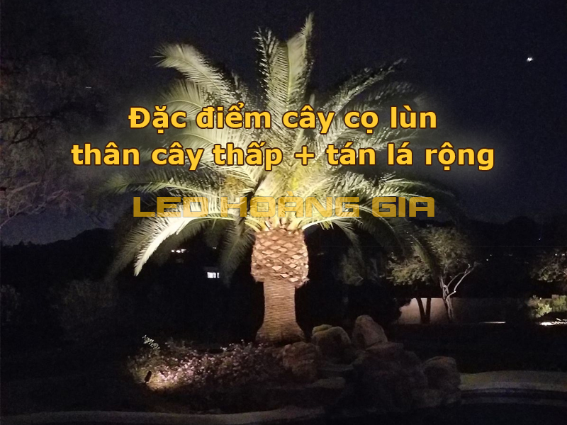 Đặc điểm của cây cọ lùn
