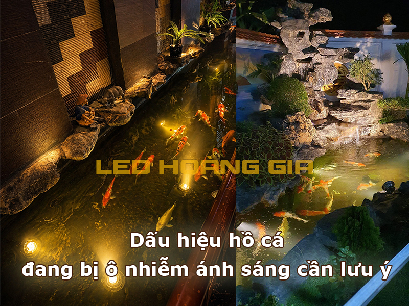 Dấu hiệu hồ cá đang bị ô nhiễm ánh sáng cần lưu ý