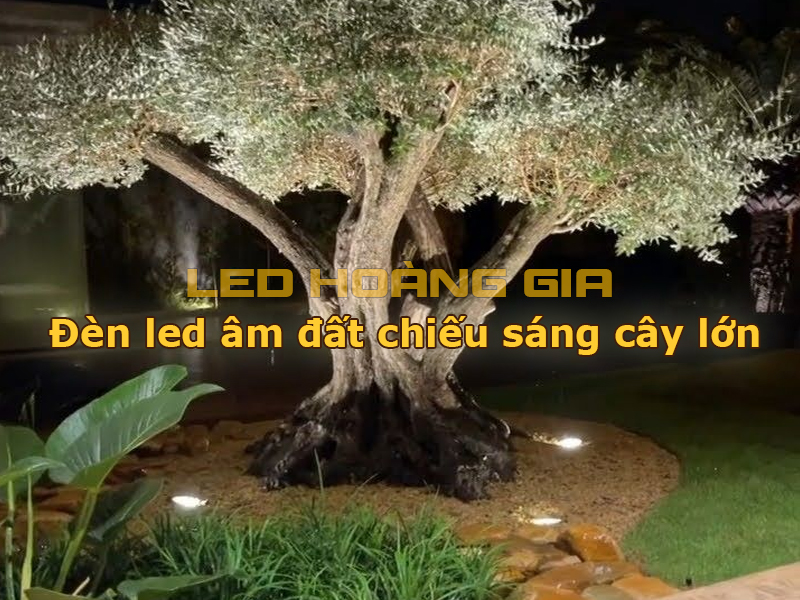 Đèn led âm đất chiếu sáng cây lớn