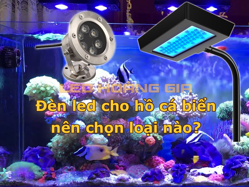 Đèn led cho hồ cá biển nên chọn loại nào?