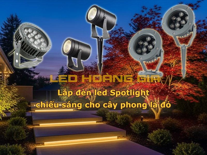 Lắp đèn led spotlight chiếu sáng cây phong lá đỏ
