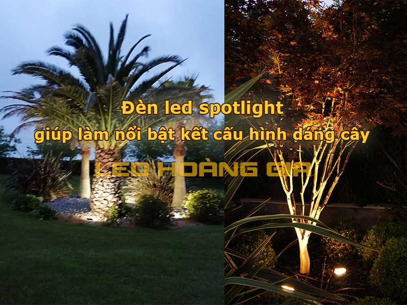Đèn led spotlight giúp làm nổi bật kết cấu hình dáng thân cây