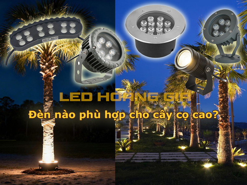 Đèn nào phù hợp cho cây cọ cao