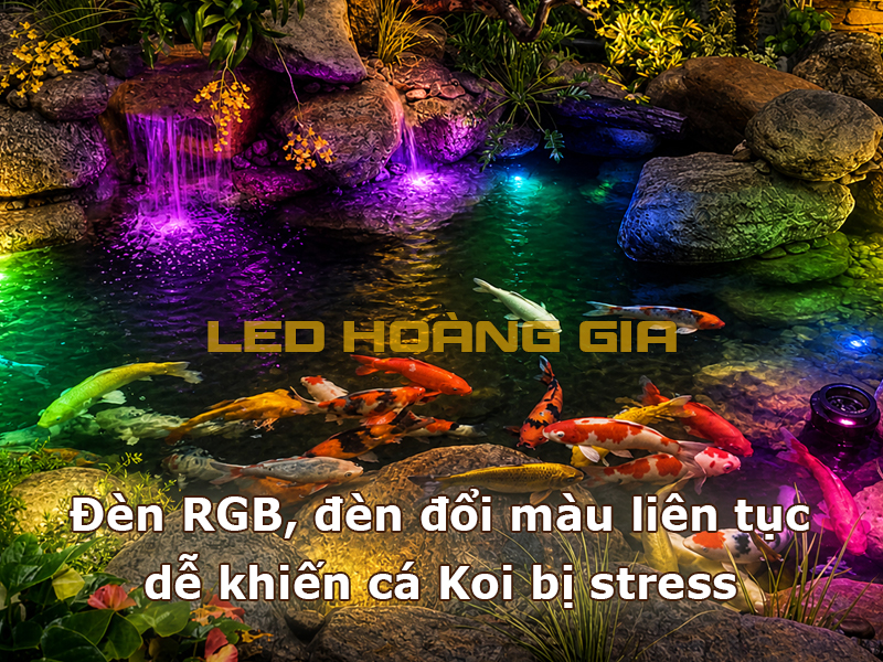 Đèn RGB, đèn đổi màu liên tục dễ khiến cá Koi bị stress