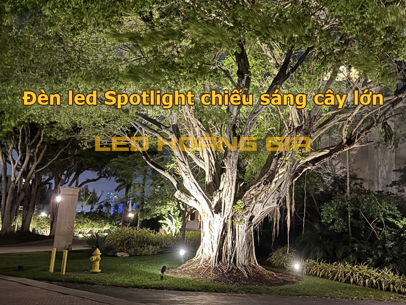 Đèn led Spotlight chiếu cây lớn