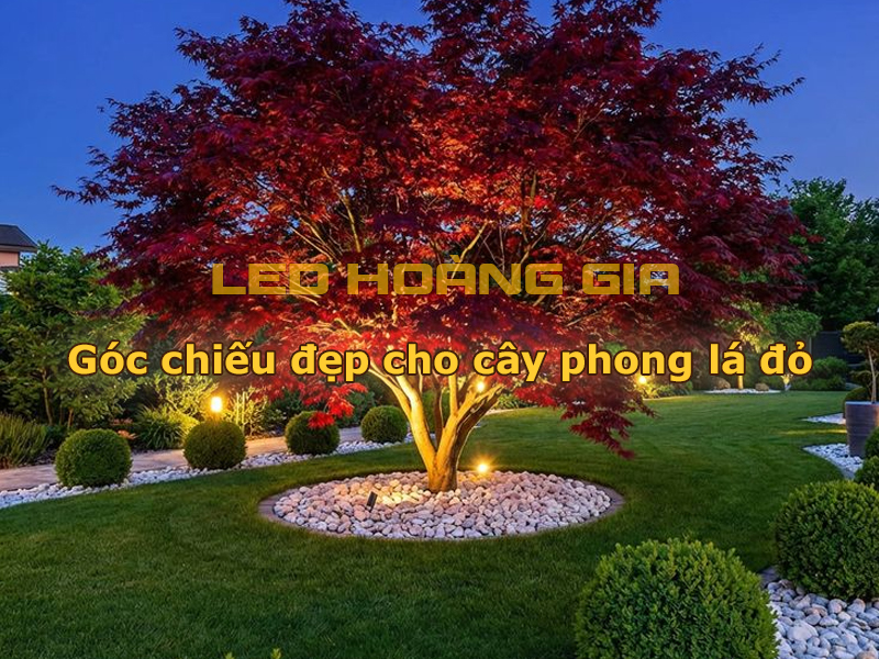 Góc chiếu đẹp cho cây phong lá đỏ