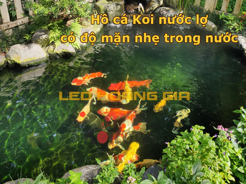 Hồ cá Koi nước lợ