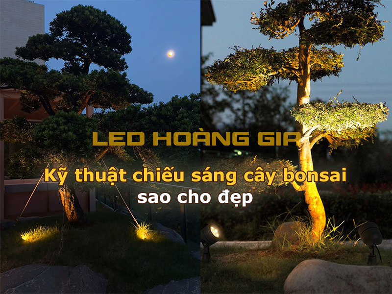 Kỹ thuật chiếu sáng cây bonsai sao cho đẹp