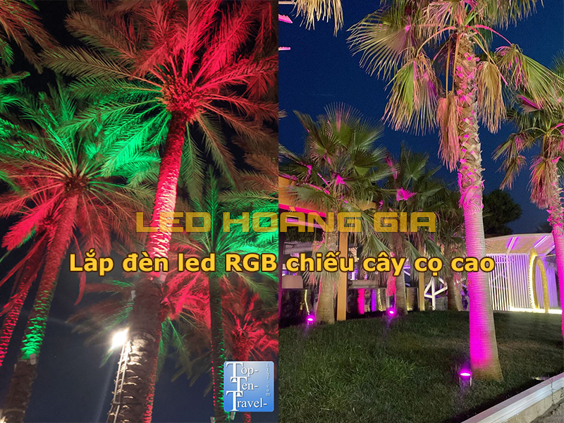 Lắp đèn RGB chiếu sáng cây cọ cao