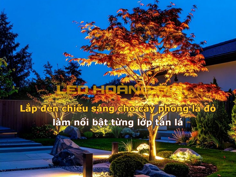 Lắp đèn chiếu sáng cho cây phong lá đỏ giúp làm nổi bật tán lá
