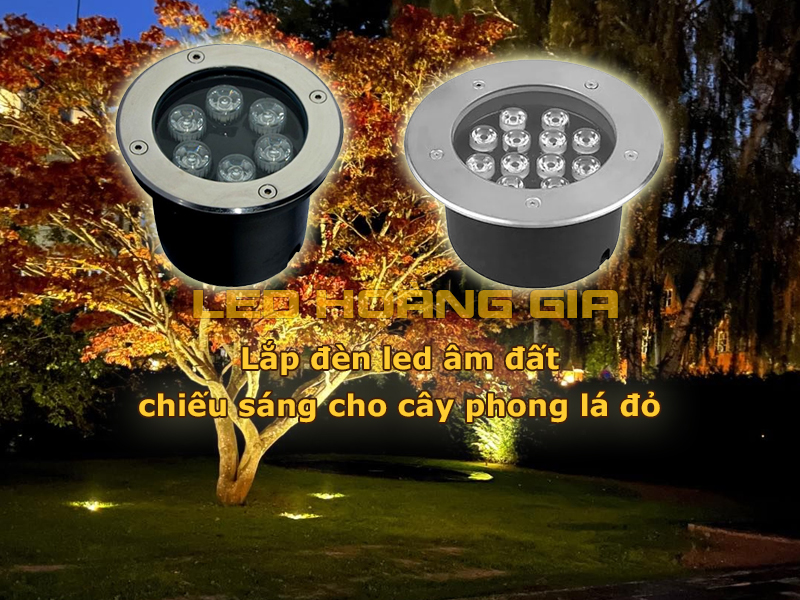 Lắp đèn led âm đất chiếu sáng cây phong lá đỏ