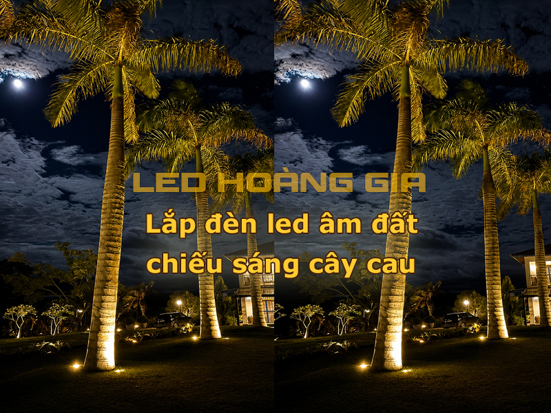 Lắp đèn led âm đất chiếu sáng cây cau