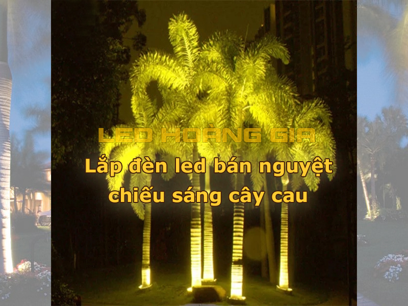 Lắp đèn led bán nguyệt để chiếu sáng cây cau
