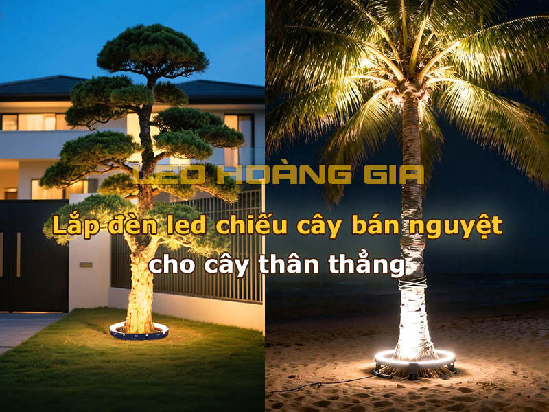 Lắp đèn led chiếu cây ban nguyệt cho cây thân thẳng
