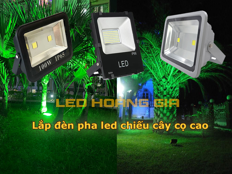 Lắp đèn pha LED chiếu cây cọ lớn
