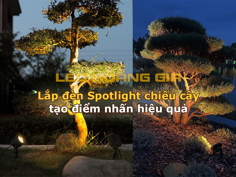 Lắp đèn spolight chiếu cây bonsai