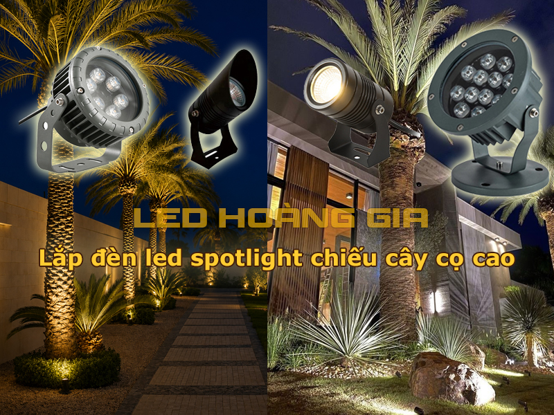Lắp đèn LED Spotlight chiếu cây cọ cao