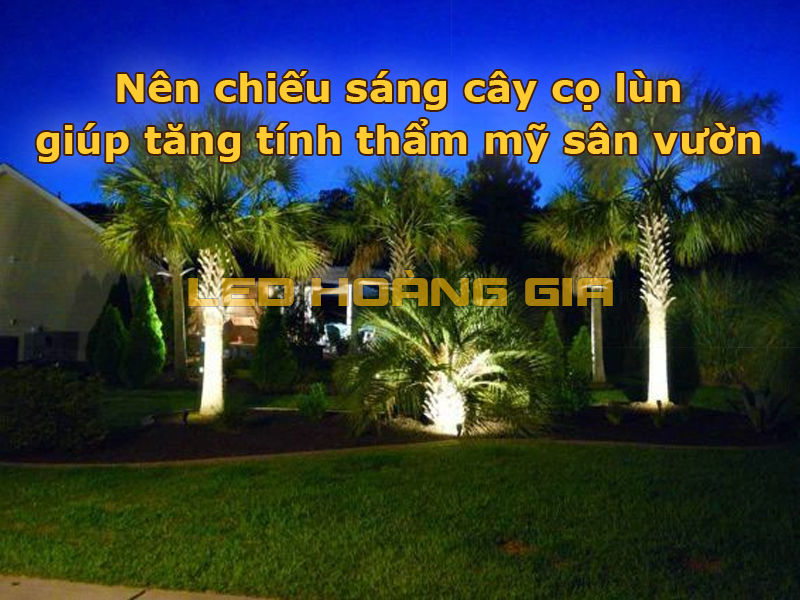 Nên chiếu sáng cây cọ lùn