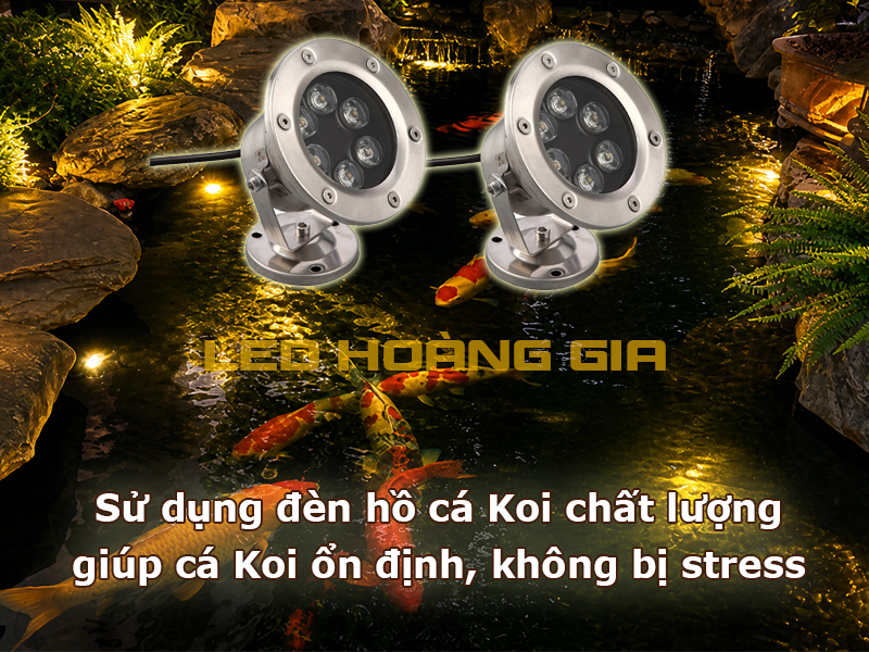 Lựa chọn đèn hồ cá Koi chất lượng ổn định giúp cá không bị stress