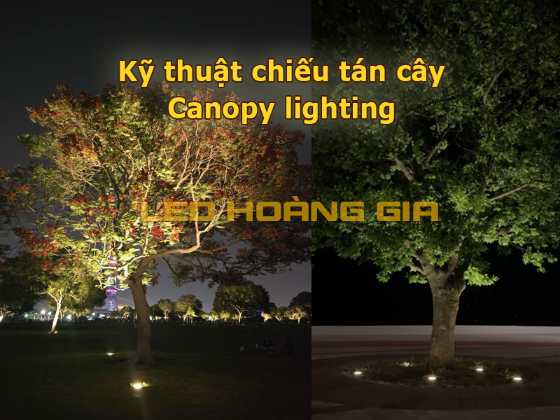 Kỹ thuật chiếu tán cây (canopy lighting)