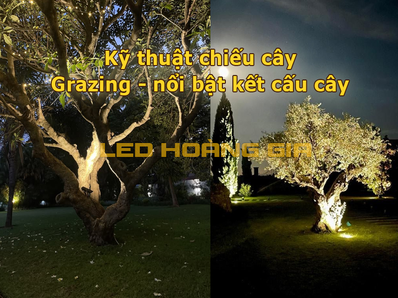 Kỹ thuật chiếu cây Grazing