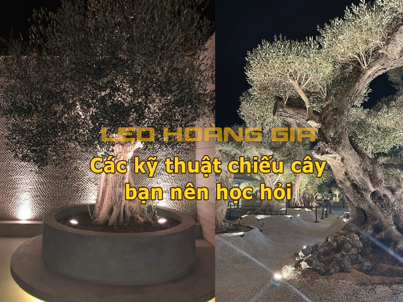 Các kỹ thuật chiếu cây bạn nên học hỏi